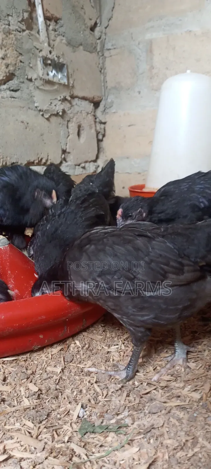 6 Weeks Old Black Australorp