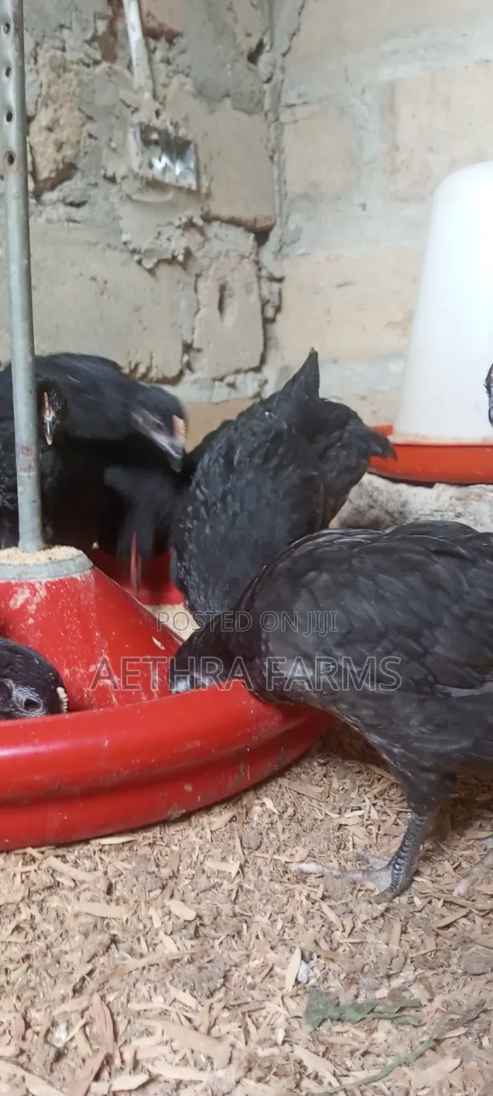 6 Weeks Old Black Australorp