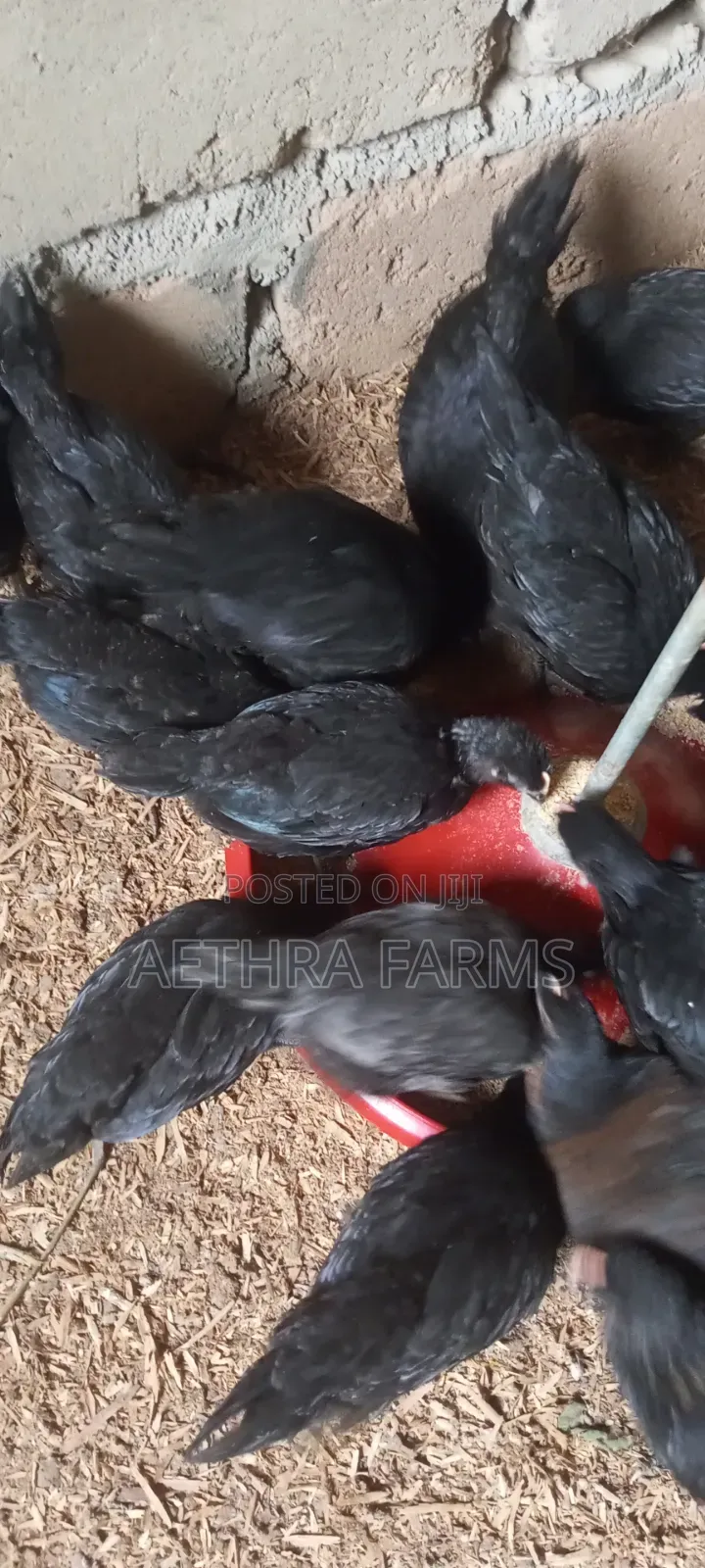 6 Weeks Old Black Australorp