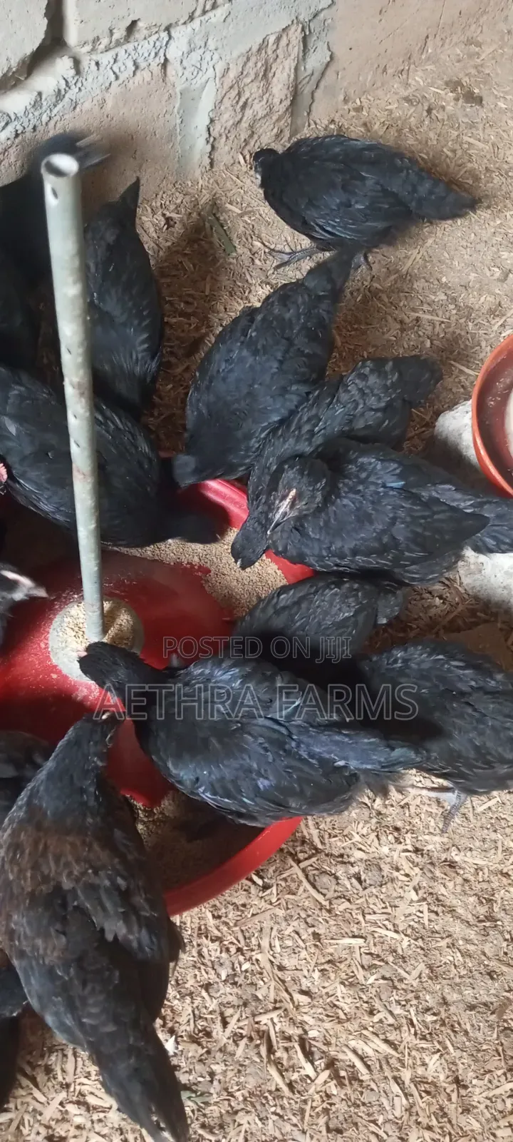 6 Weeks Old Black Australorp
