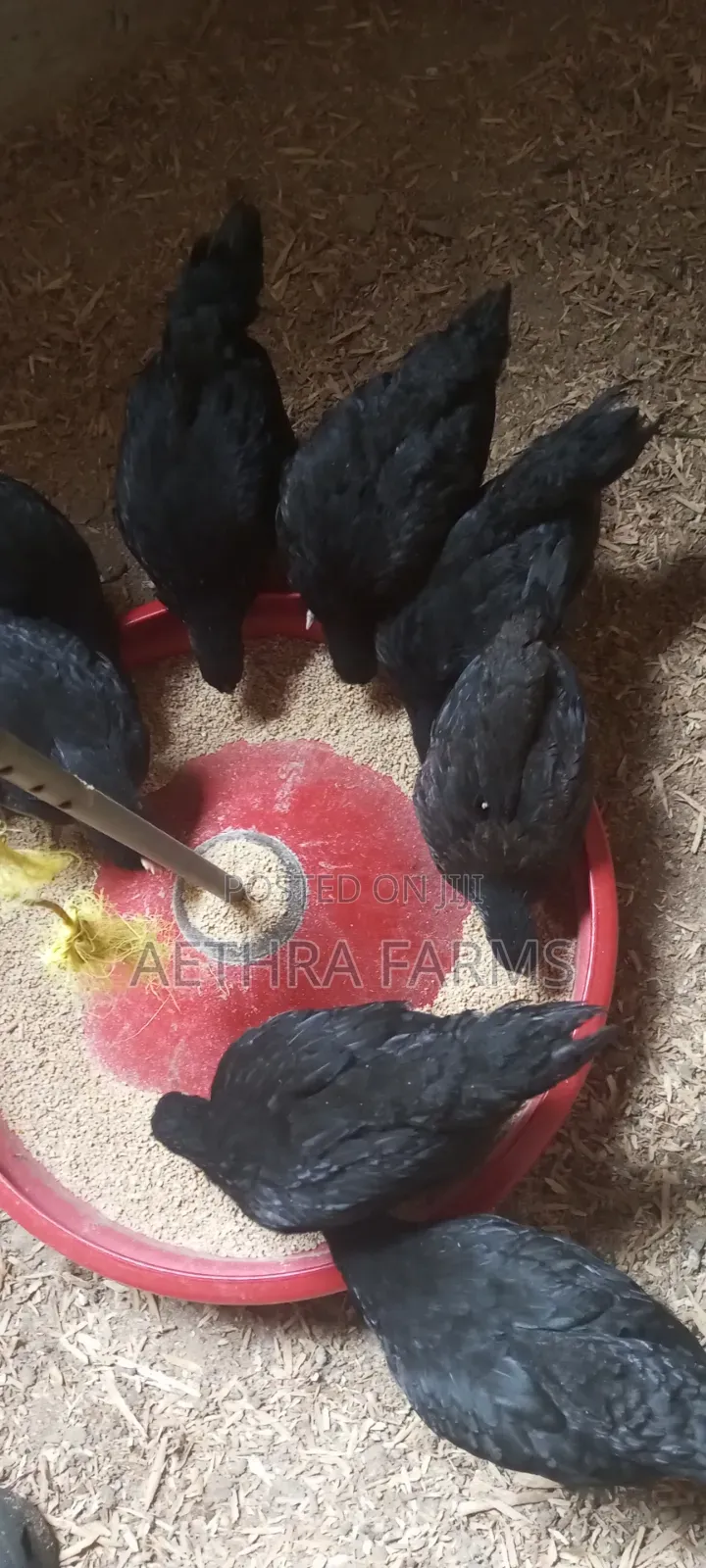 6 Weeks Old Black Australorp