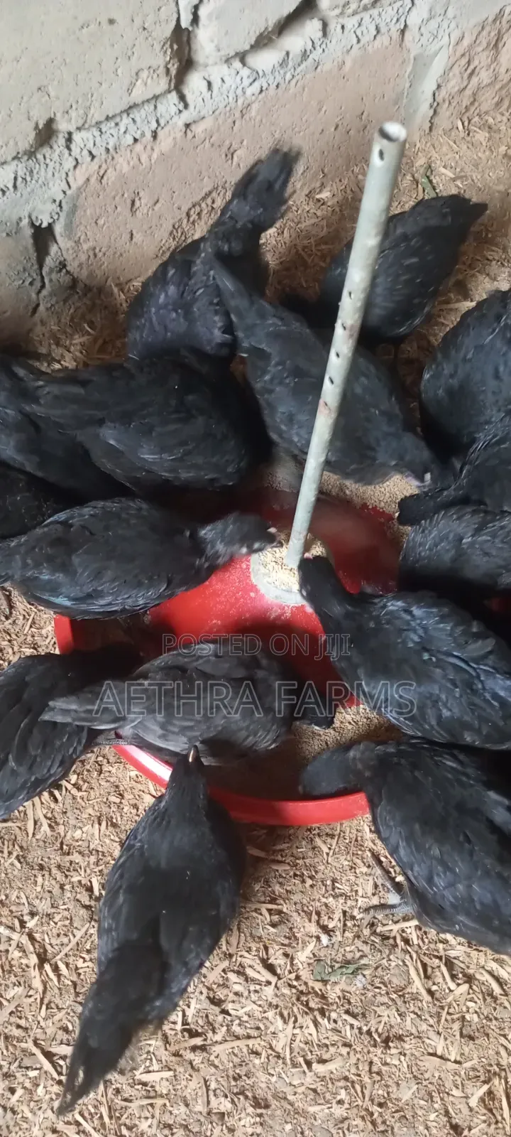 6 Weeks Old Black Australorp