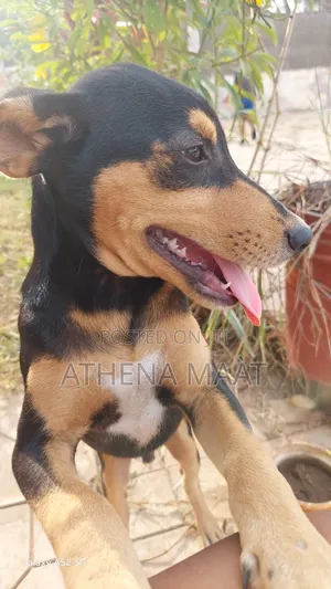 3-6 months Male Mixed Breed Rottweiler