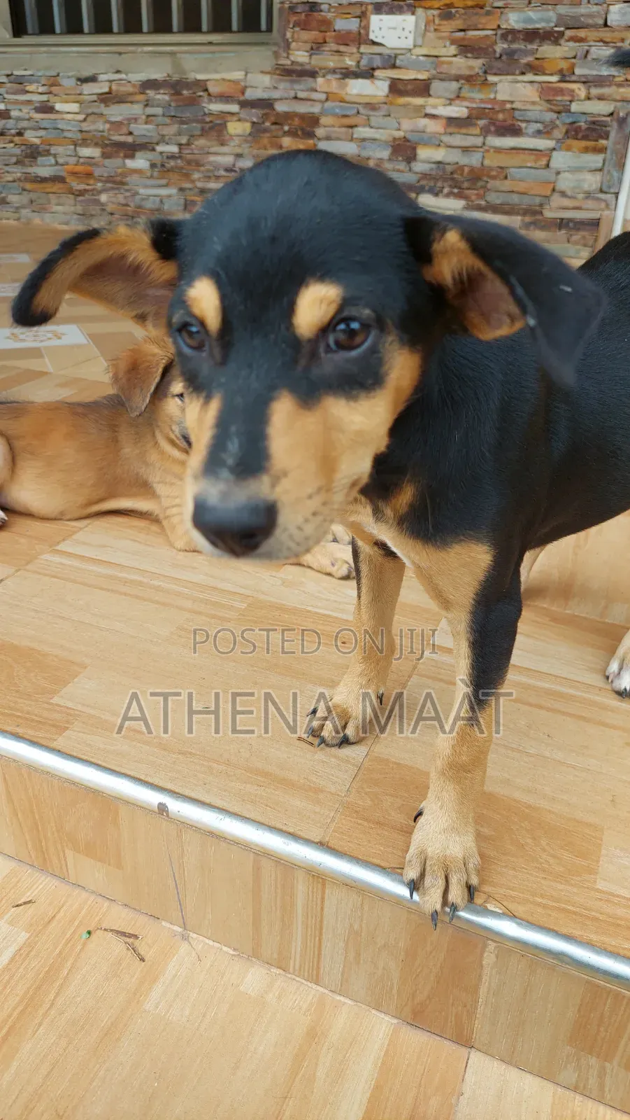 3-6 months Male Mixed Breed Rottweiler