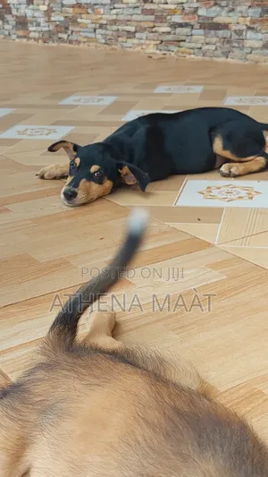 3-6 months Male Mixed Breed Rottweiler
