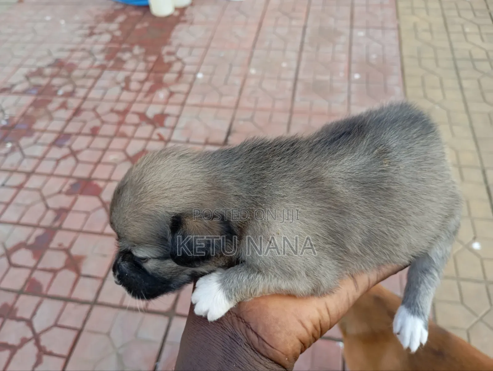 0-1 month Female Mixed Breed Mongrel (No Breed)