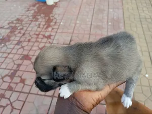 0-1 month Female Mixed Breed Mongrel (No Breed)