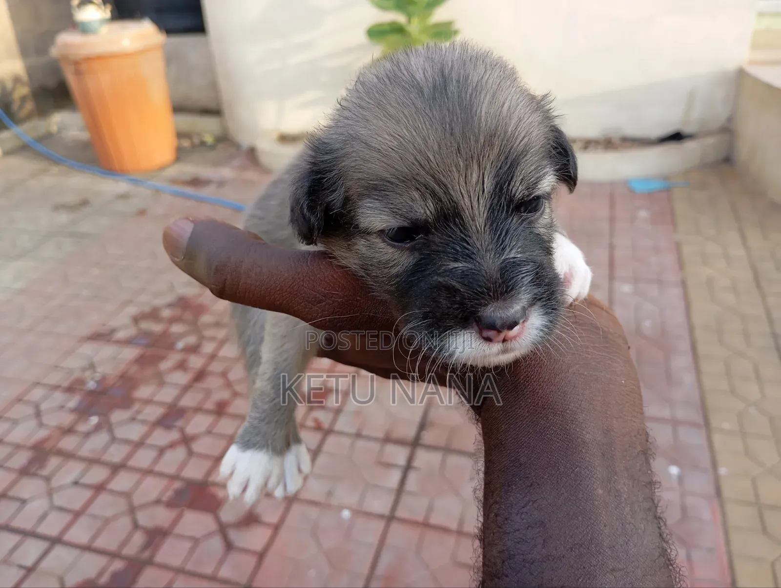 0-1 month Female Mixed Breed Mongrel (No Breed)