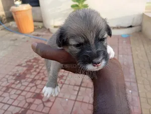 0-1 month Female Mixed Breed Mongrel (No Breed)