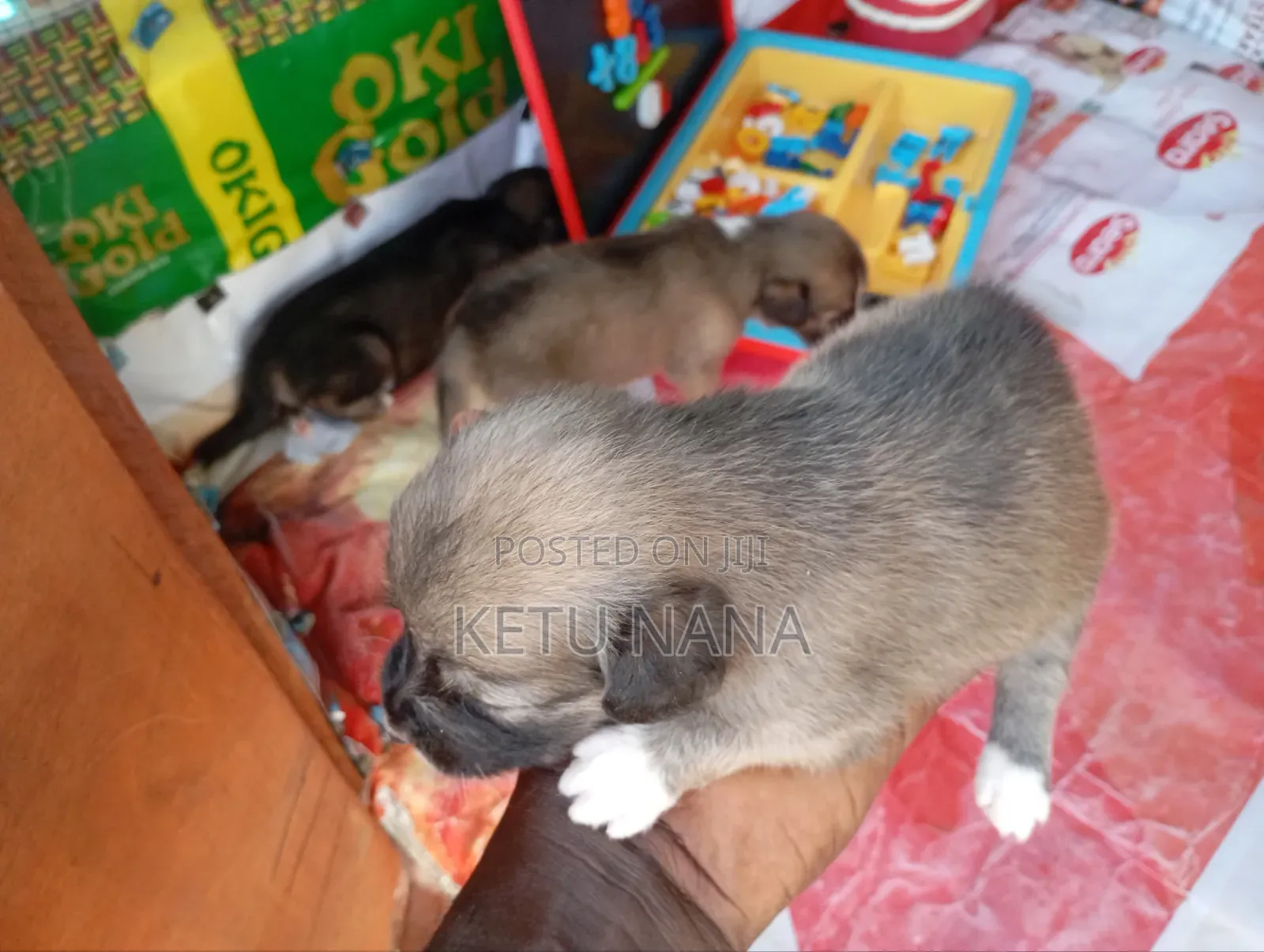 0-1 month Female Mixed Breed Mongrel (No Breed)