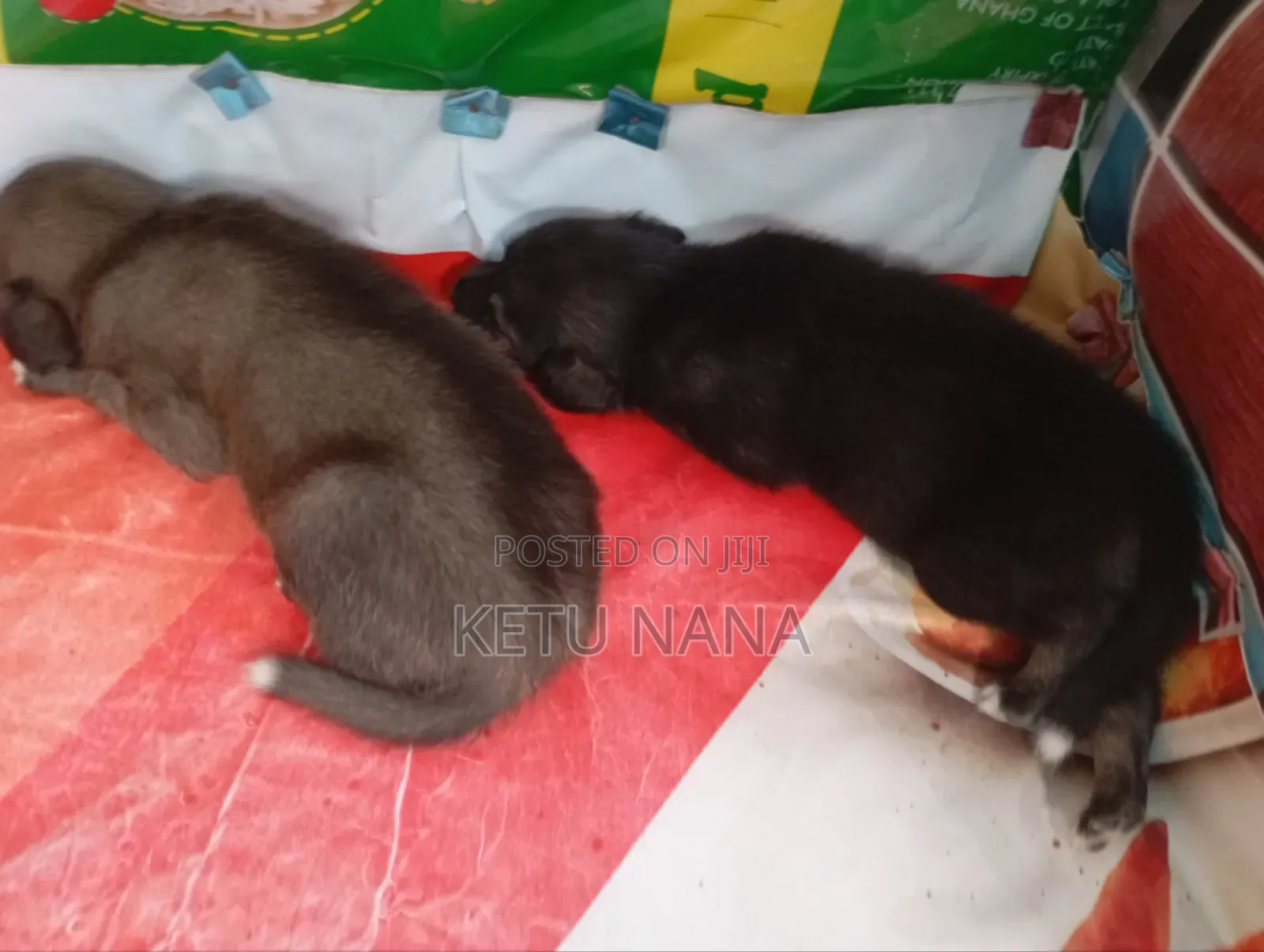 0-1 month Female Mixed Breed Mongrel (No Breed)