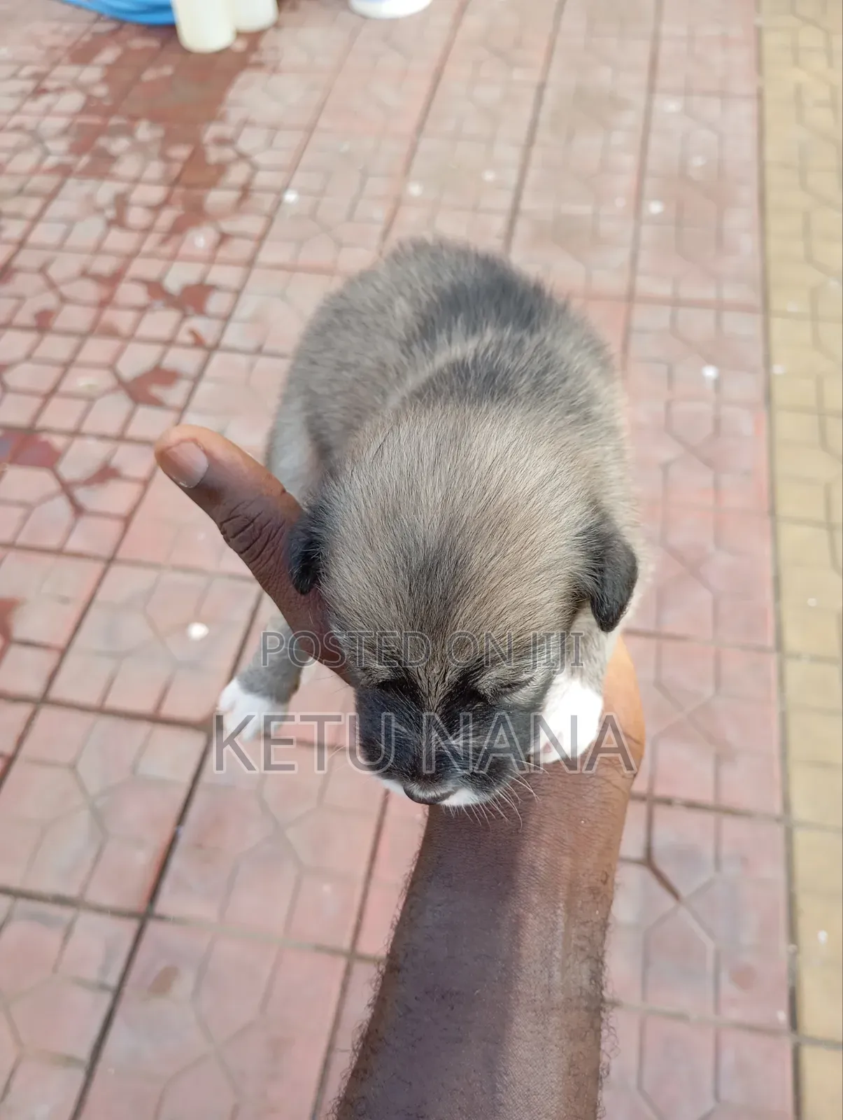 0-1 month Female Mixed Breed Mongrel (No Breed)