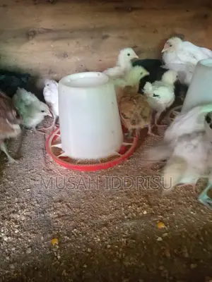 Six Weeks Old Local Chicks for Sale
