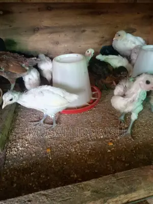 Six Weeks Old Local Chicks for Sale