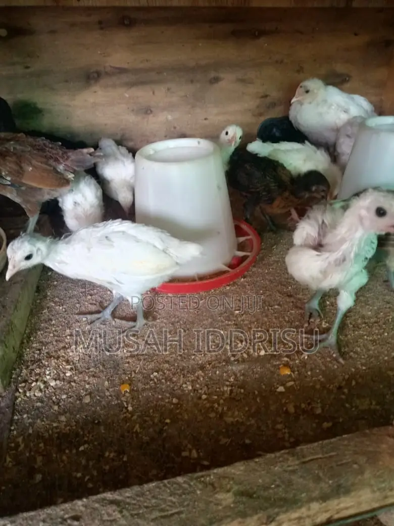 Six Weeks Old Local Chicks for Sale