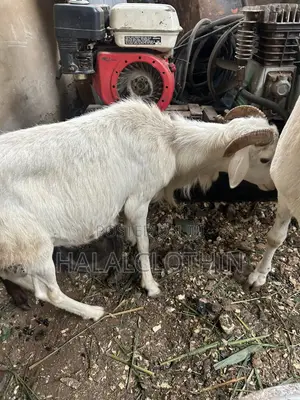 Male Sheep