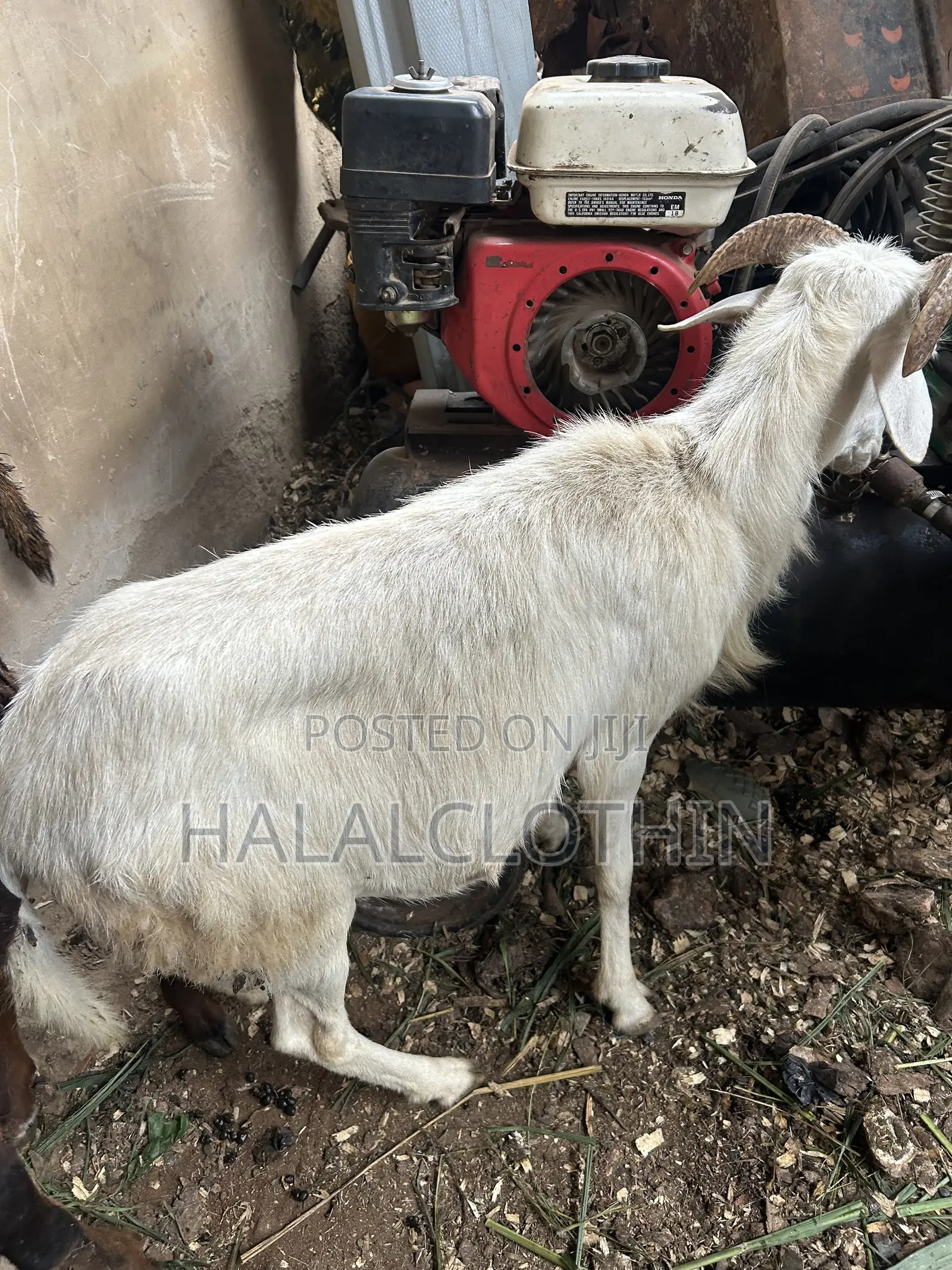 Male Sheep