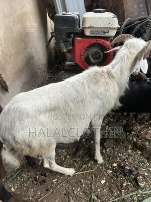 Male Sheep