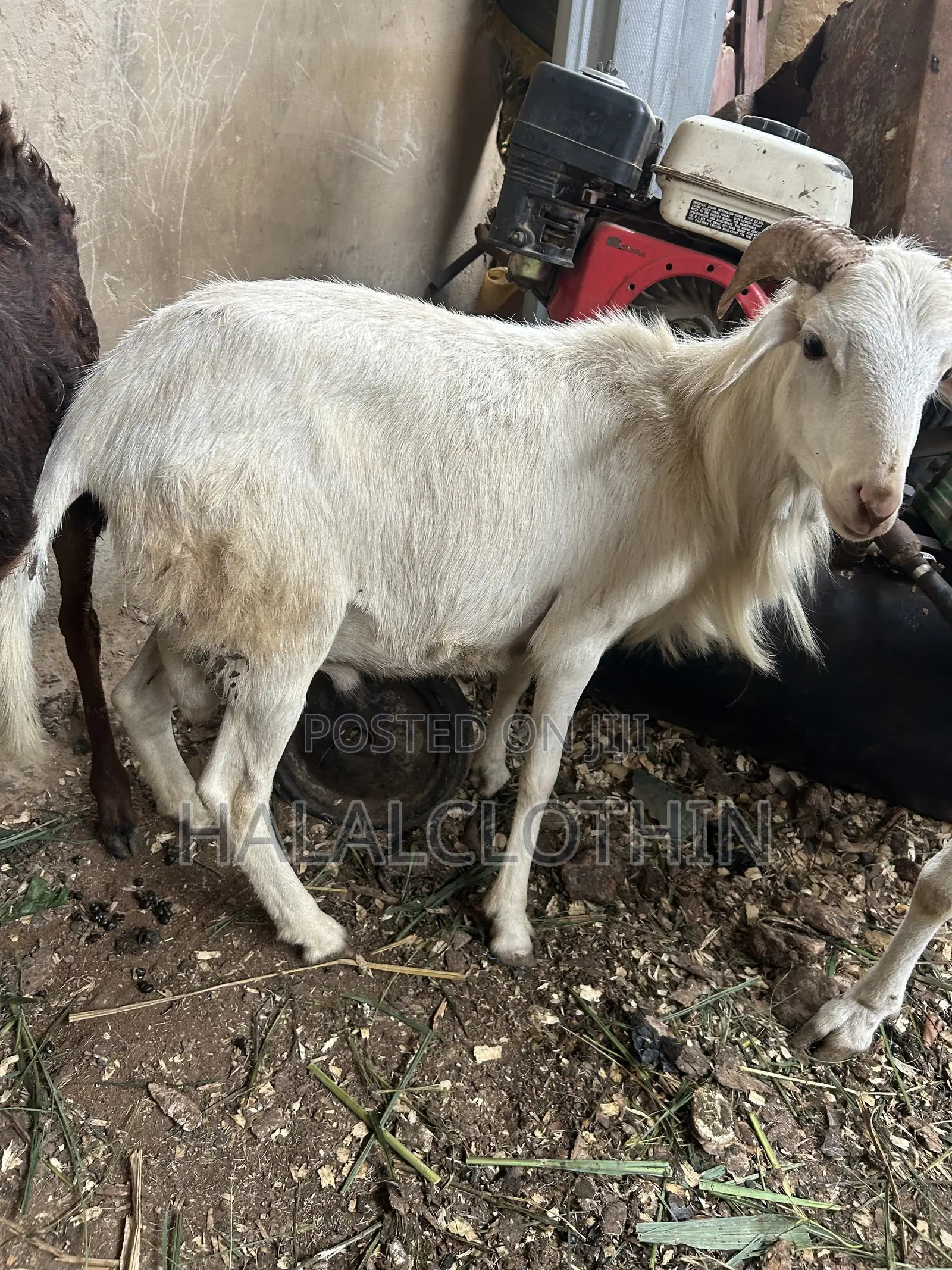 Male Sheep
