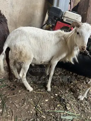 Male Sheep