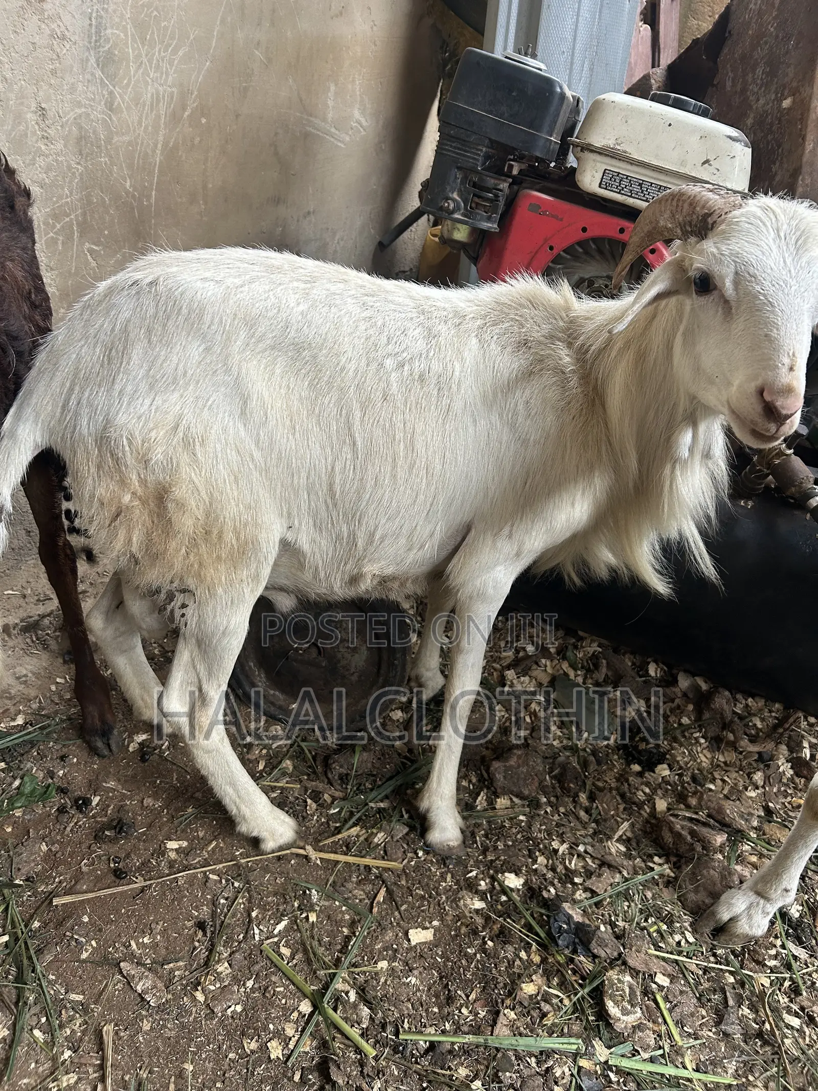 Male Sheep