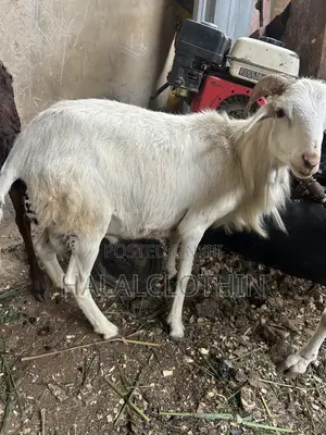 Male Sheep