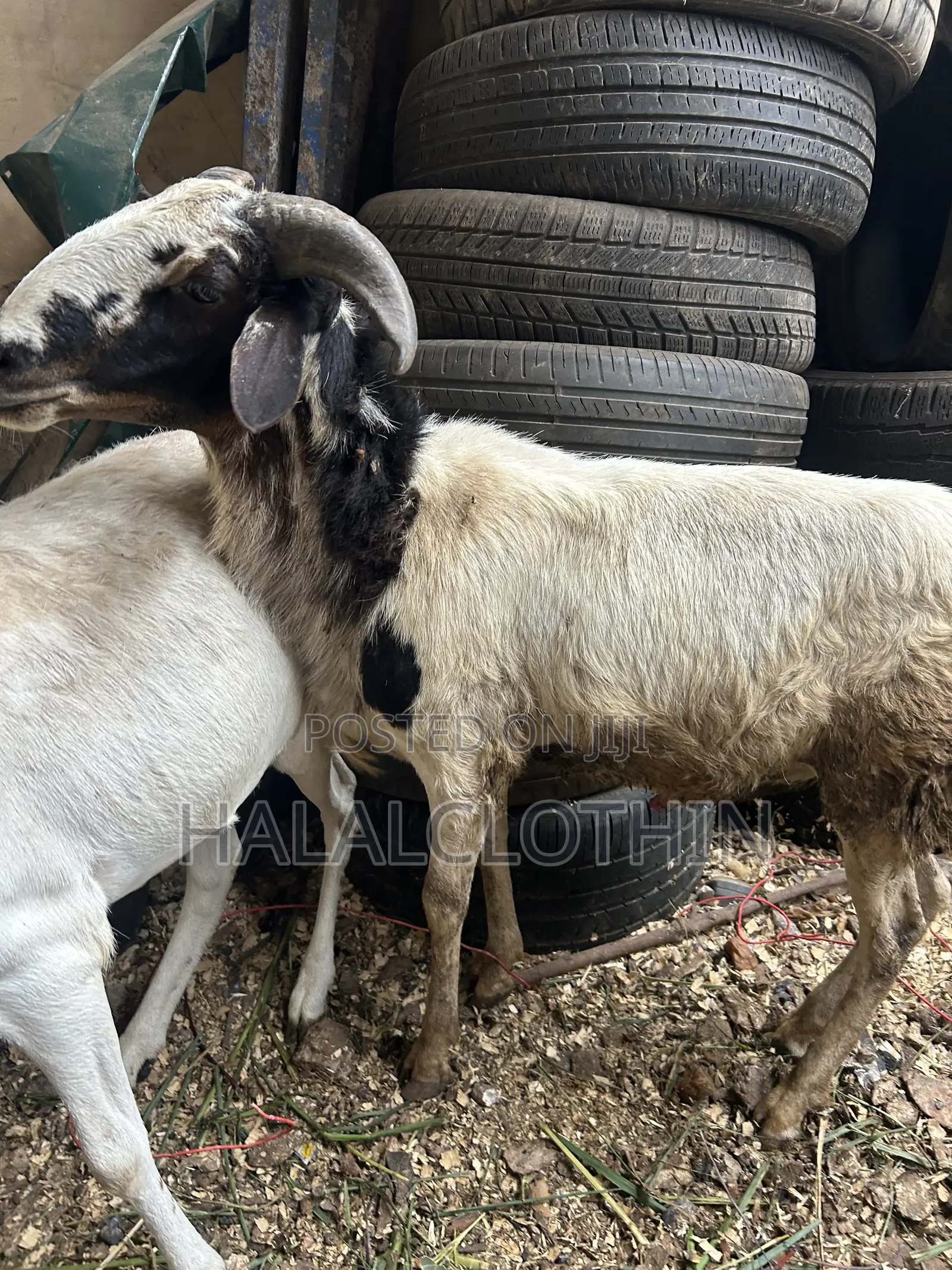 Matured Male Sheep