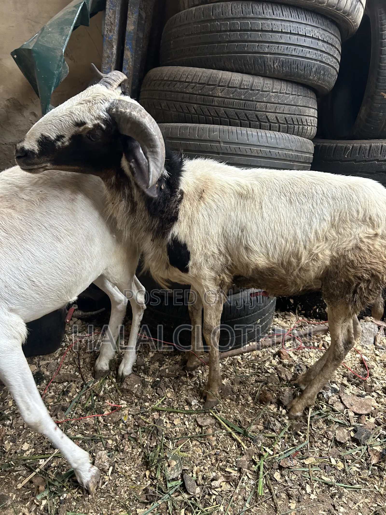 Matured Male Sheep