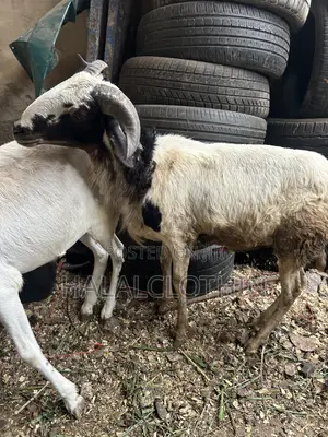 Matured Male Sheep