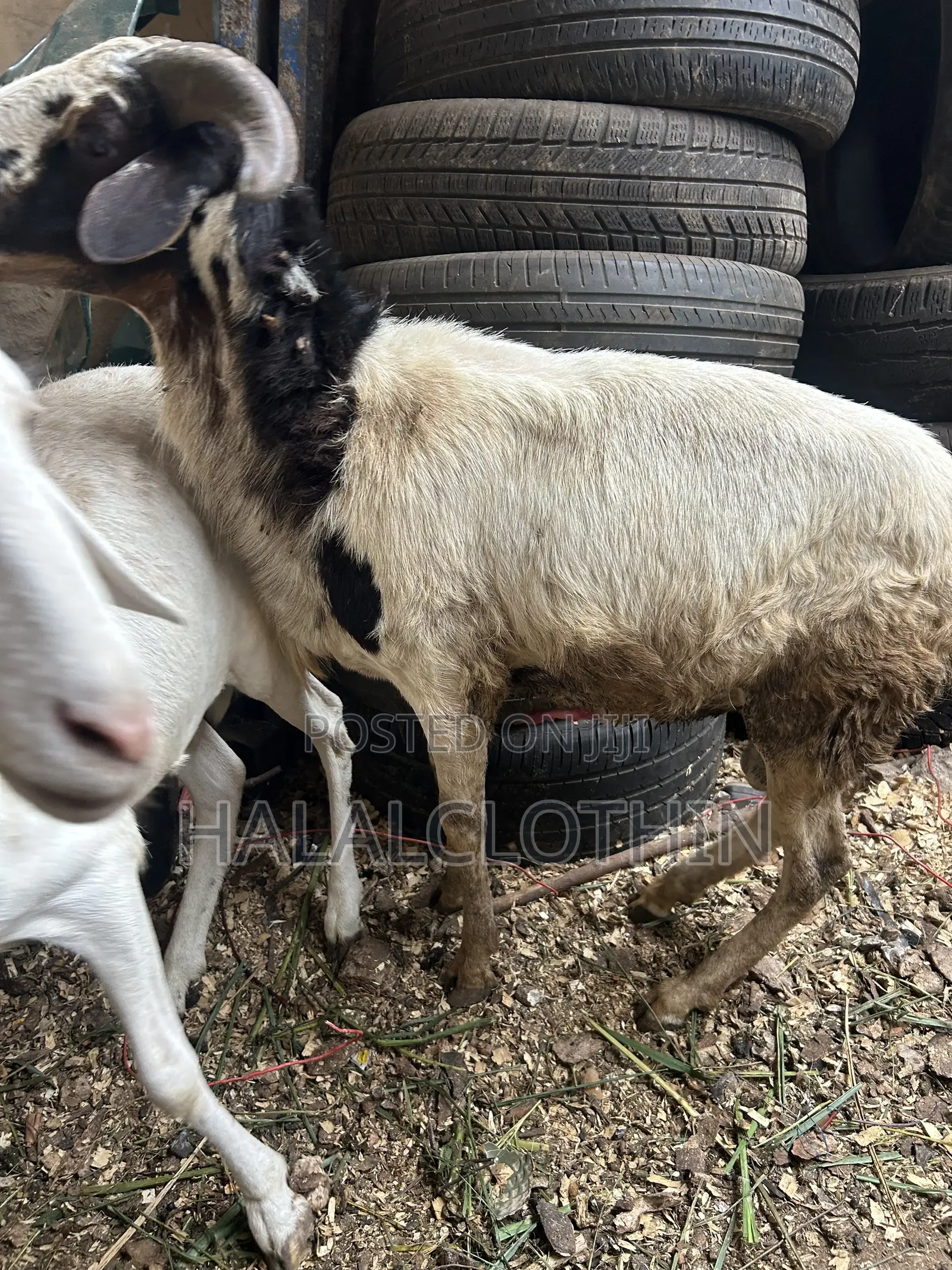 Matured Male Sheep