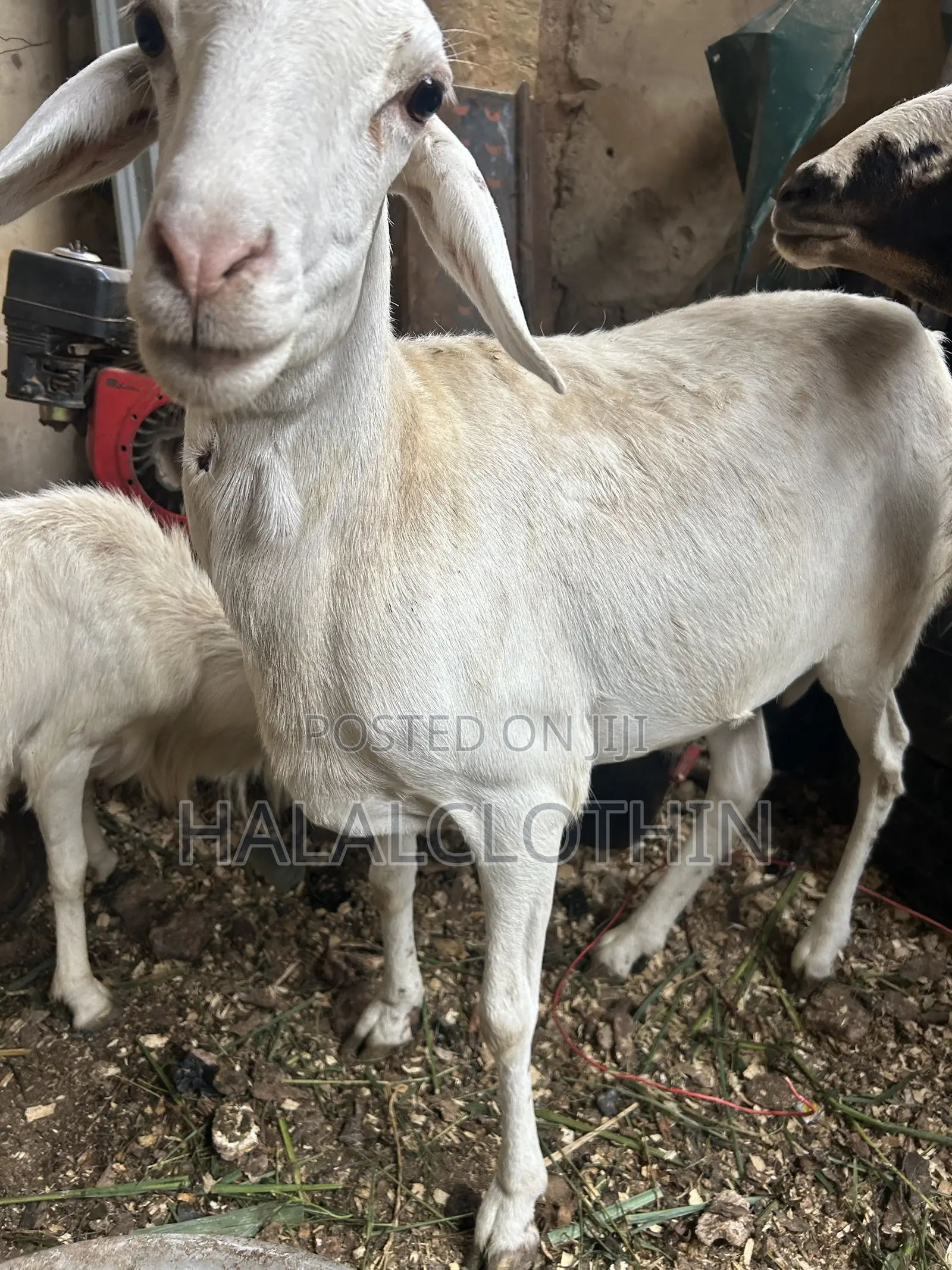 Male Sheep (Castrated)