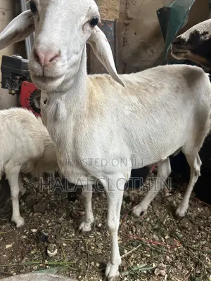 Male Sheep (Castrated)
