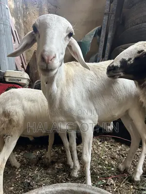 Male Sheep (Castrated)