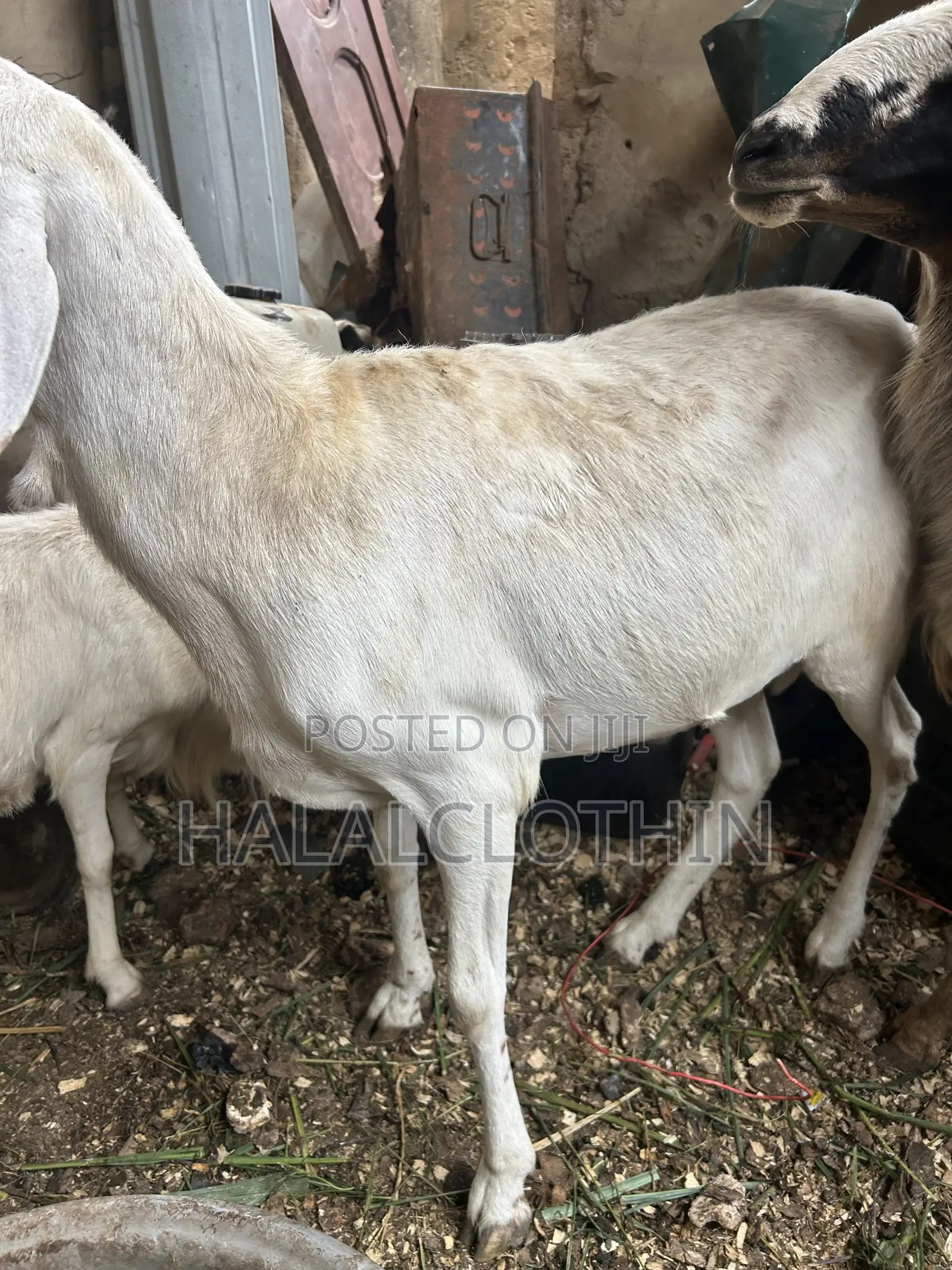 Male Sheep (Castrated)