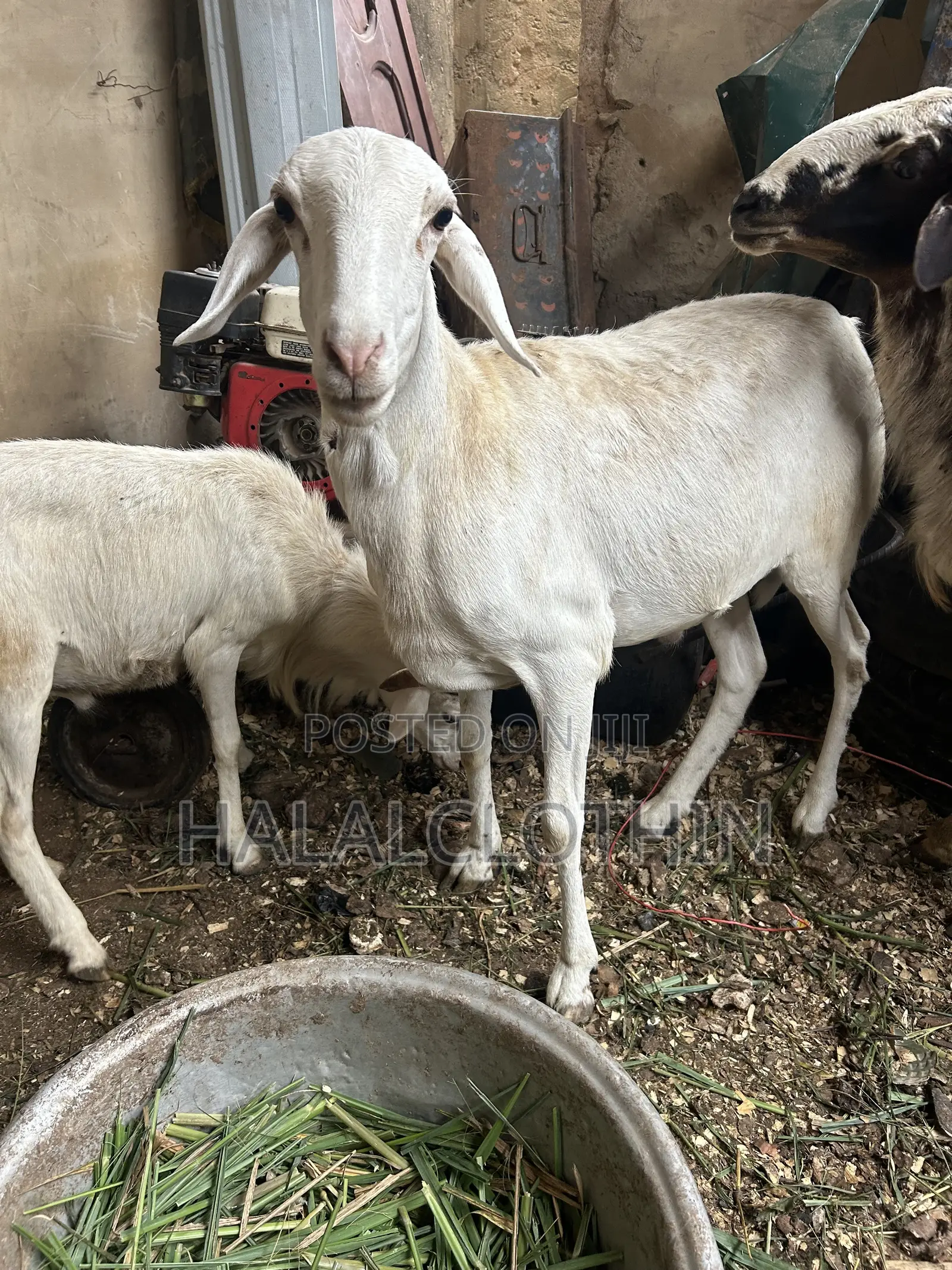 Male Sheep (Castrated)