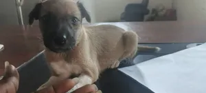 0-1 month Female Mixed Breed Rhodesian Ridgeback