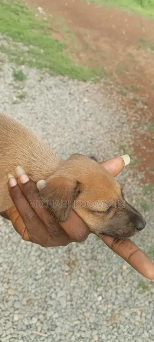 0-1 month Female Mixed Breed Rhodesian Ridgeback