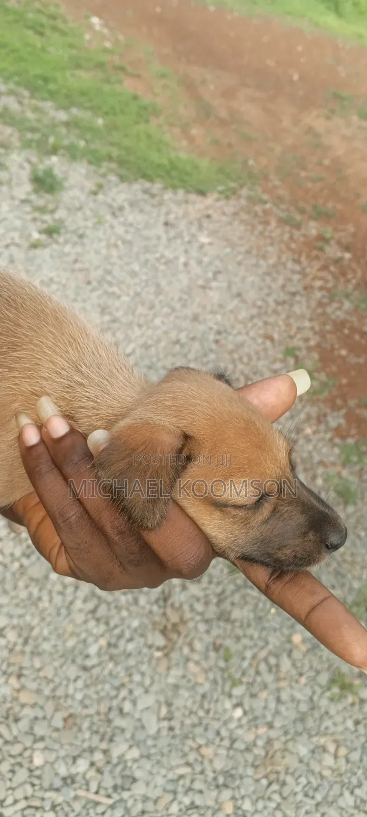 0-1 month Female Mixed Breed Rhodesian Ridgeback