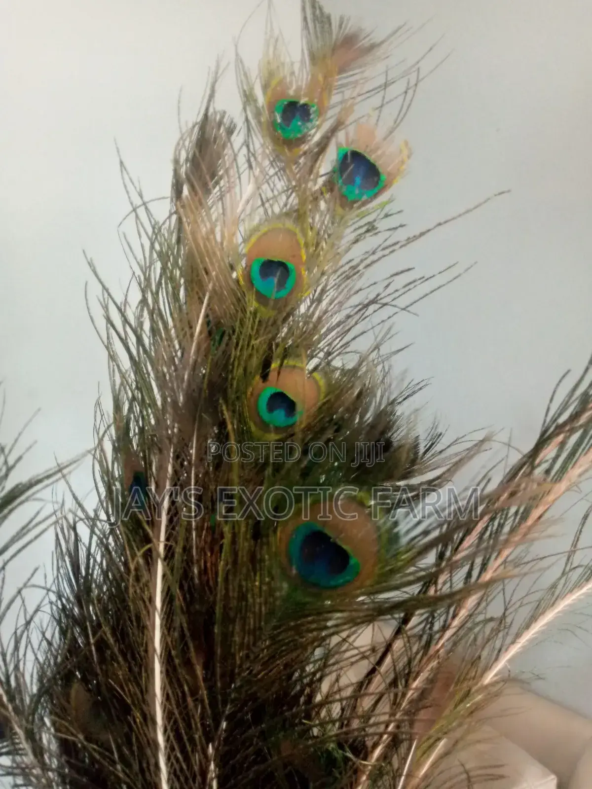 Natural Peacock Features Available