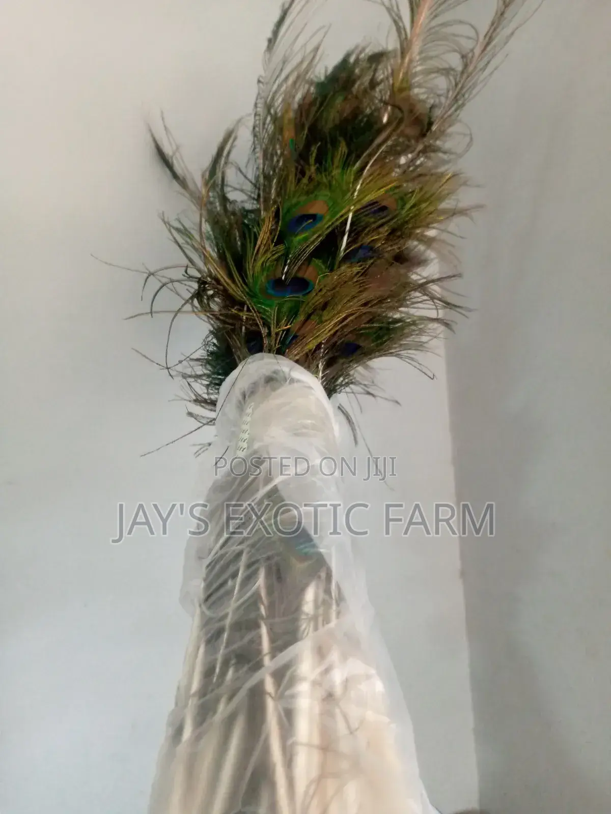 Natural Peacock Features Available