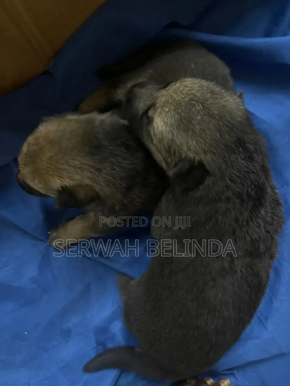 0-1 month Male Purebred German Shepherd