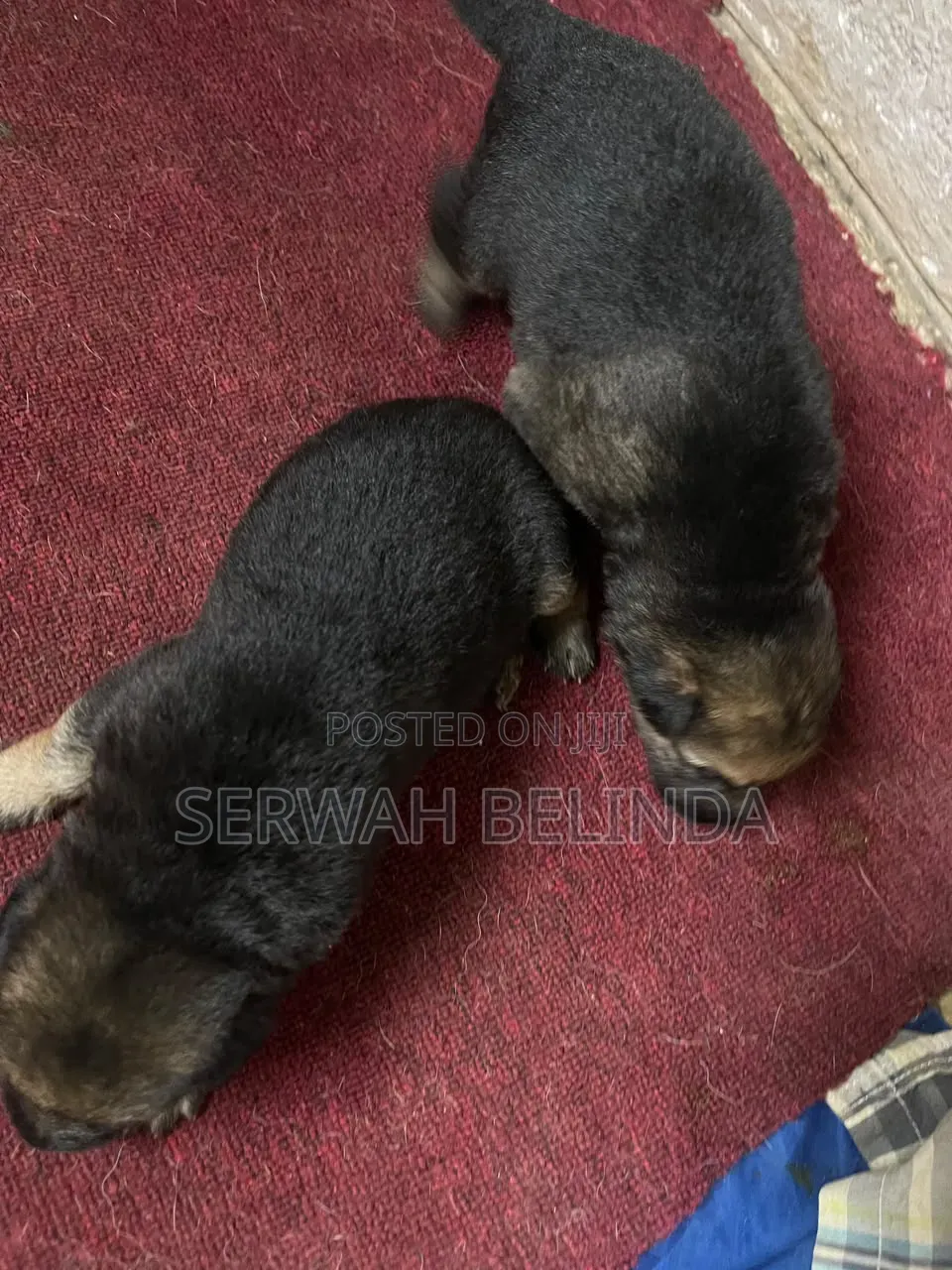 0-1 month Male Purebred German Shepherd