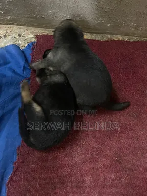 0-1 month Male Purebred German Shepherd