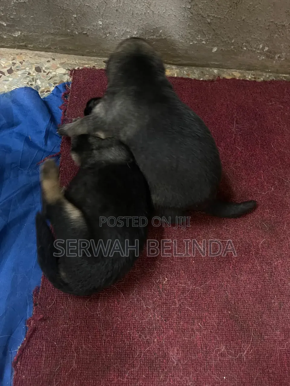 0-1 month Male Purebred German Shepherd