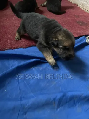 0-1 month Male Purebred German Shepherd
