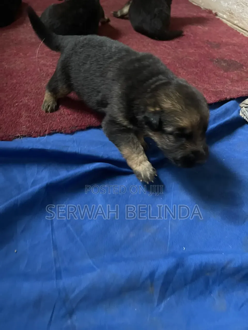 0-1 month Male Purebred German Shepherd