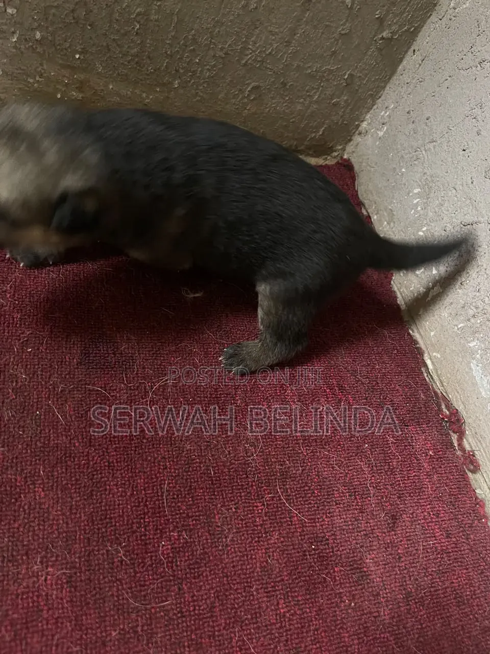 0-1 month Male Purebred German Shepherd