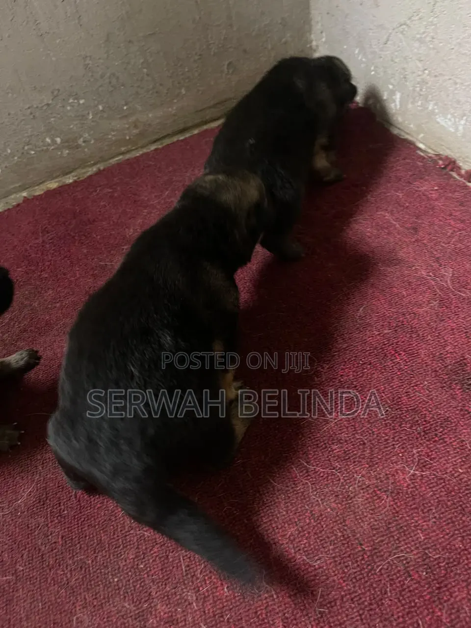 0-1 month Male Purebred German Shepherd