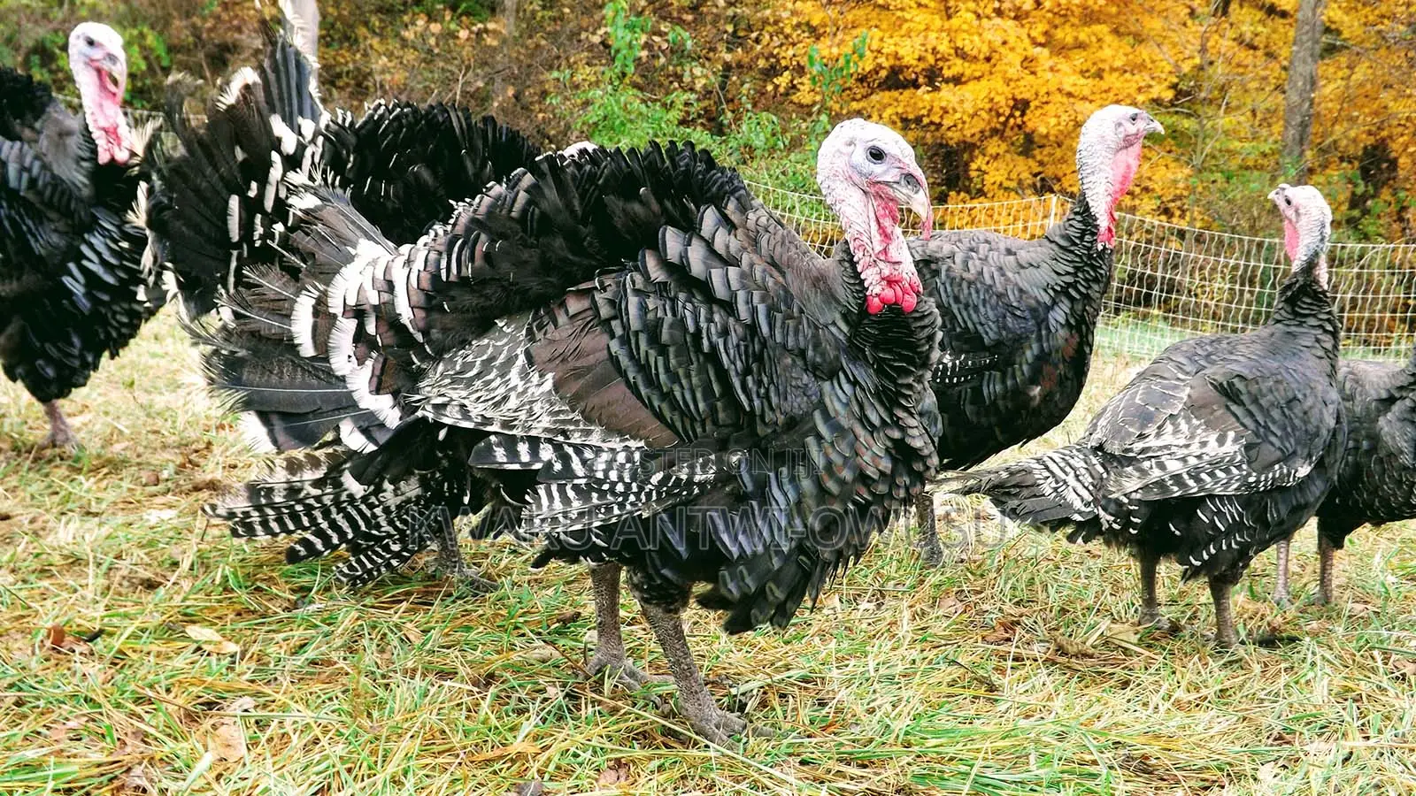 Males and Female Turkeys for Sale