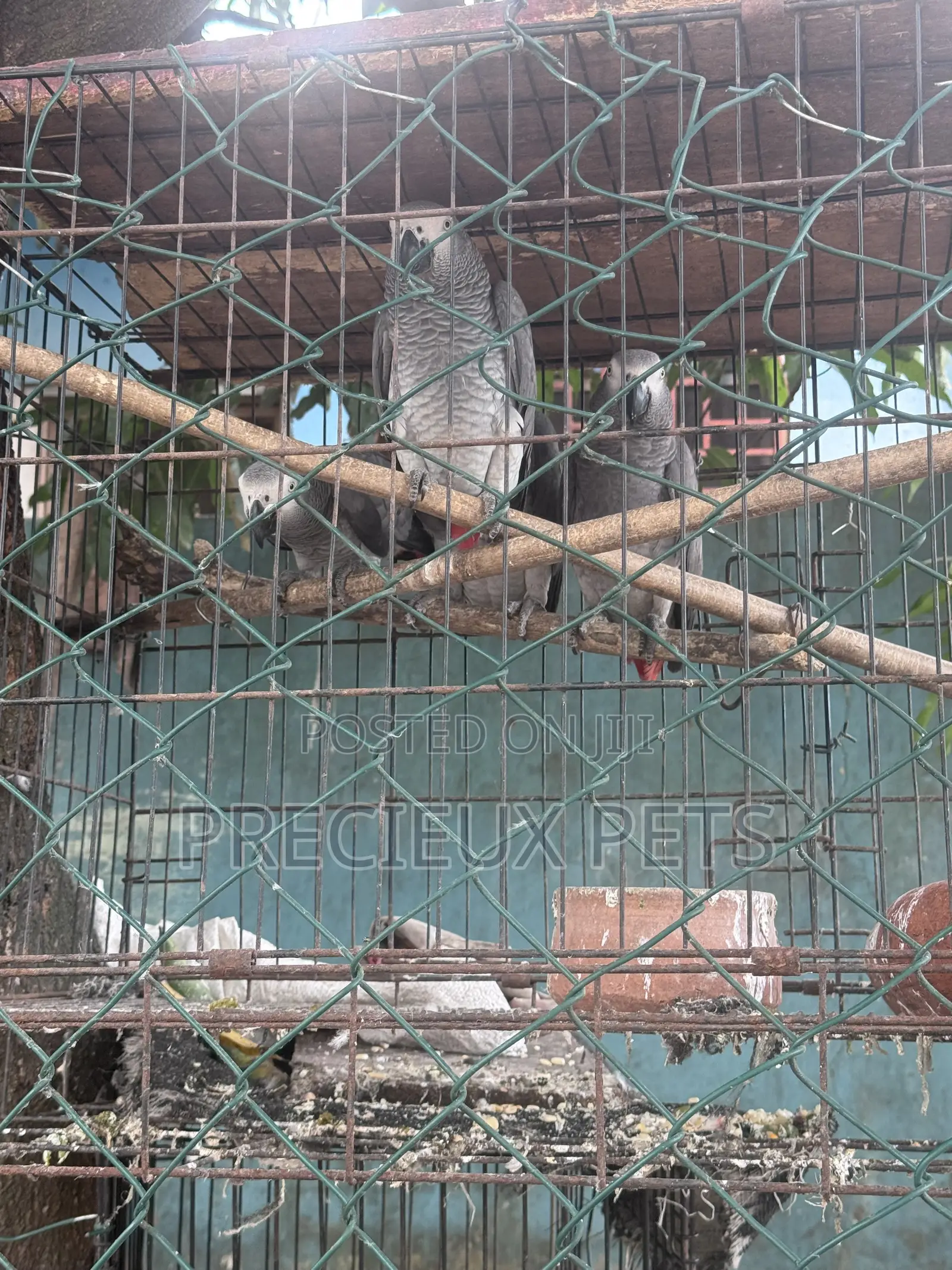 Male Animal Caregiver Needed